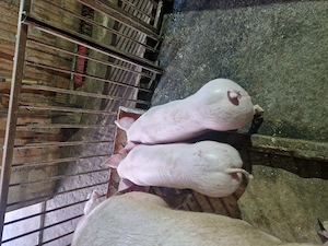 Vand purcei Landarce !