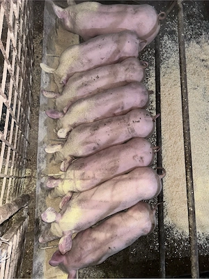 Van Purcei - imagine 2