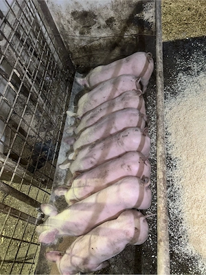 Van Purcei - imagine 3