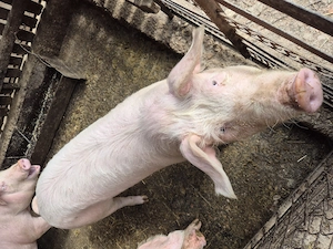 Porc de vanzare 60-70 kg - imagine 5