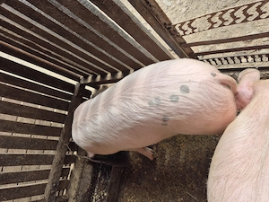 Porc de vanzare 60-70 kg - imagine 4