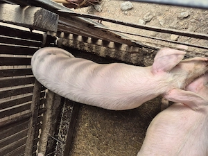 Porc de vanzare 60-70 kg - imagine 2