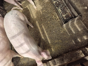 Porc de vanzare 60-70 kg - imagine 3