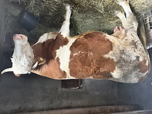 Vand vaca gestantă în 9 luni 