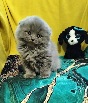 British Scottish Fold Longhair 
