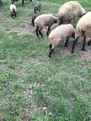 vand miei sufolk pentru paste 10 lei la viață 20 carcasa 