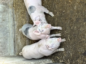 Vând 3 grăsuni și un porc gras  - imagine 2