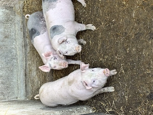 Vând 3 grăsuni și un porc gras  - imagine 3