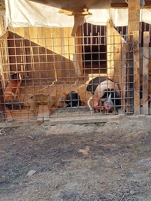 Scroafa bazna gestanta. - imagine 4