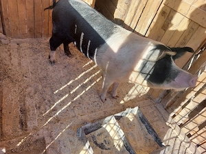 Scroafa bazna gestanta. - imagine 2