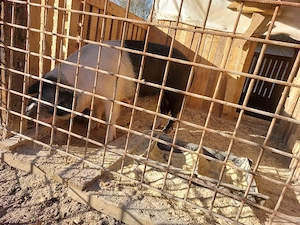 Scroafa bazna gestanta. - imagine 3