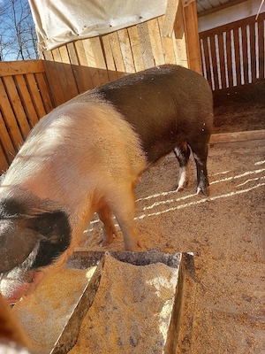 Scroafa bazna gestanta. - imagine 5