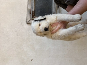 Vand 9 catei ciobanesc de bucovina 