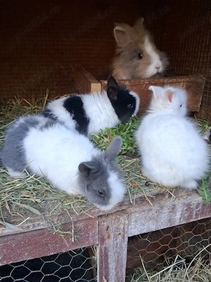 iepuri cap de leu pitic