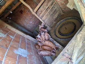 purcei de 7 săptămâni 