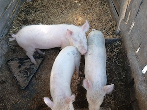 Se vinde ce se vede - imagine 2