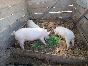 Se vinde ce se vede - imagine 3