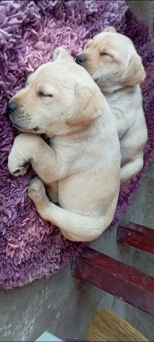 vând Labrador retriever Original