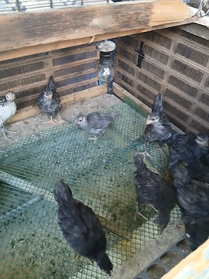 pui austrolop si Lekenveder  - imagine 4