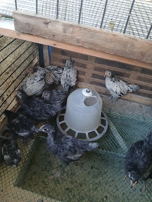 pui austrolop si Lekenveder 