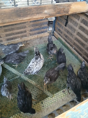 pui austrolop si Lekenveder  - imagine 5