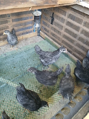 pui austrolop si Lekenveder  - imagine 2