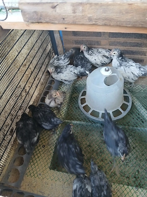 pui austrolop si Lekenveder  - imagine 3