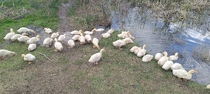 boboci rată pekin, vârstă 1 lună 