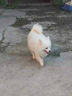 pomeranian spitz pitic 