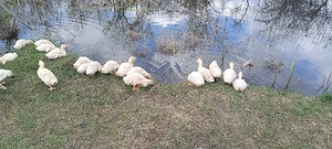 boboci rată pekin, vârstă 2 luni