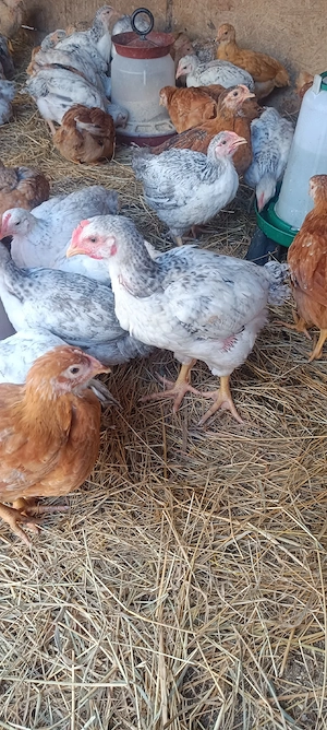 pui kabir și Monaco  - imagine 4