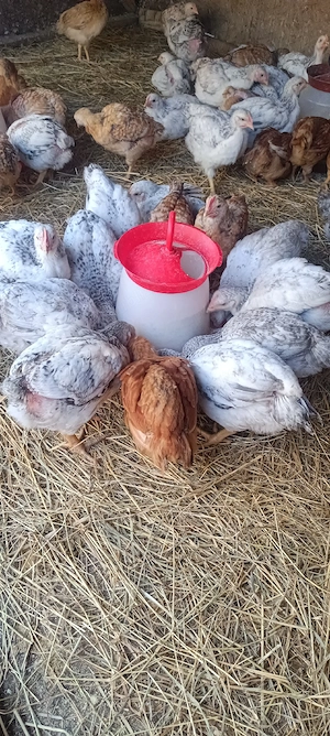 pui kabir și Monaco  - imagine 2