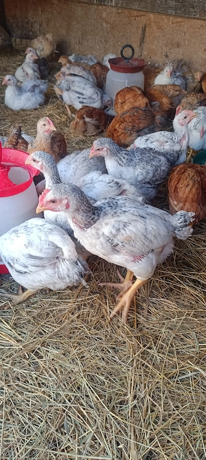 pui kabir și Monaco  - imagine 3