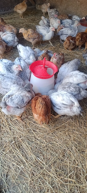 pui kabir și Monaco  - imagine 5