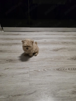 maltipoo  10 saptamani, baiat