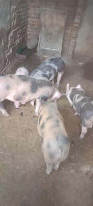 vand  purcei - imagine 4