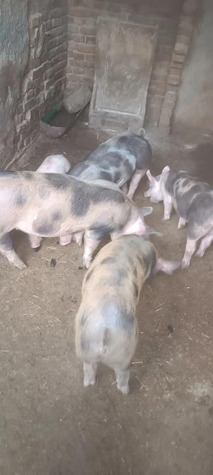 vand  purcei - imagine 3