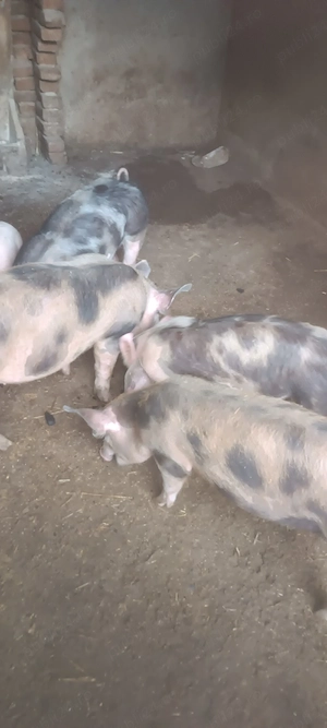 vand  purcei - imagine 2