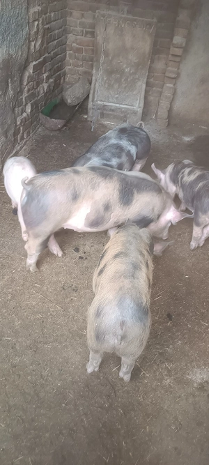 vand  purcei - imagine 5