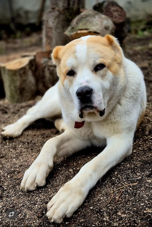 Schimb cu alte animale mascul de asia centrala un 1 an și 2 luni - imagine 2