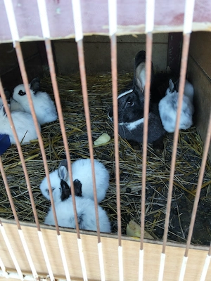 Iepurași fluture german - imagine 2