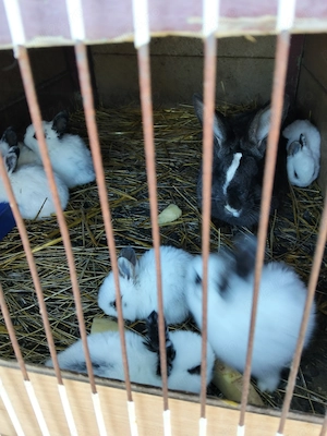 Iepurași fluture german