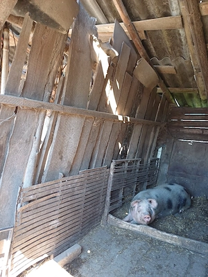 Vand scroafa de carne gestantă - imagine 2