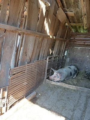 Vand scroafa de carne gestantă