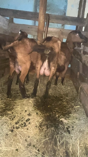 vand 4 capare,3 aplin francez si una sane - imagine 2