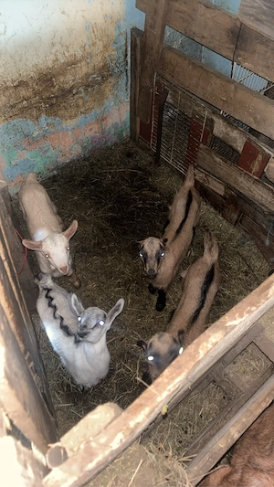 vand 4 capare,3 aplin francez si una sane - imagine 3