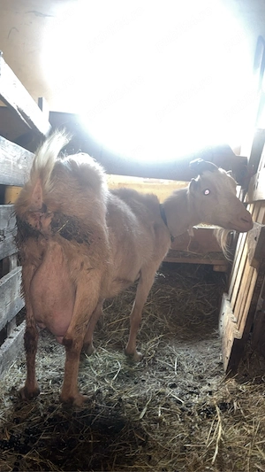 vand 4 capare,3 aplin francez si una sane