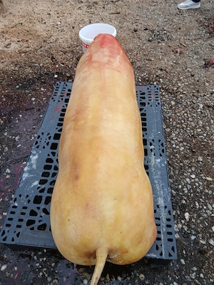 Porci de vânzare  - imagine 3