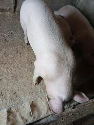 Porci de vânzare  - imagine 2