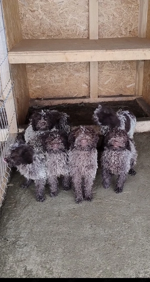 Lagotto Romagnolo de vânzare, 4 luni, femele și masculi 